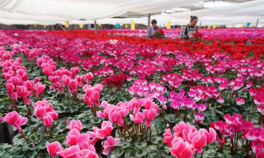 家庭养花用生根粉