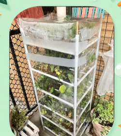 家庭养花用生根粉