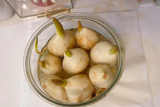 家庭养花用生根粉