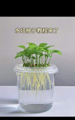 柚子皮怎么养花苗
