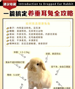 兔子喂养花费多少