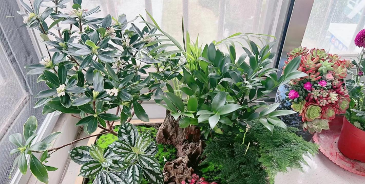 家庭养花用生根粉