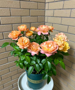 别墅园林绿化设计，打造私密空间，提升居住品质