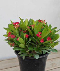 绿化景观设计，提升环境品质，创造宜人空间