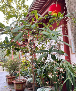 柿树虫病防治，识别常见虫害，掌握有效方法