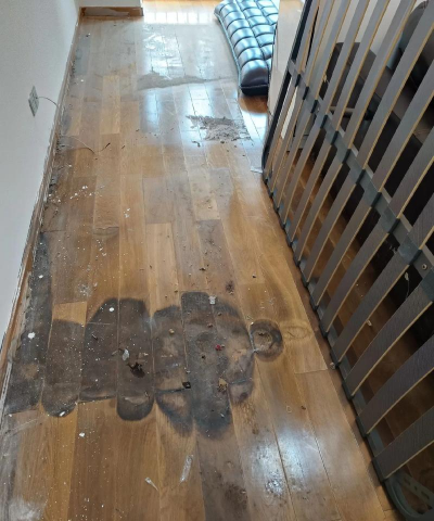 柿树虫病防治，识别常见虫害，掌握有效方法