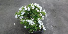 柿树虫病防治，识别常见虫害，掌握有效方法