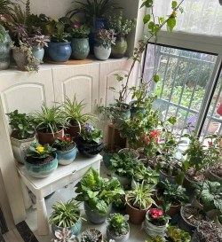 柿树虫病防治，识别常见虫害，掌握有效方法