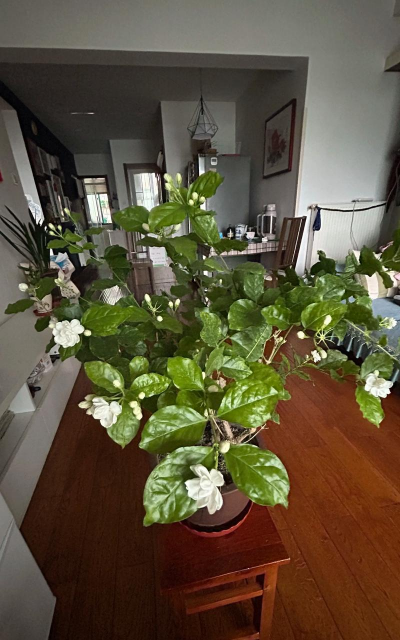 无土栽培技术，突破土壤限制，开启高效种植新篇章