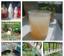 无土栽培技术，突破土壤限制，开启高效种植新篇章