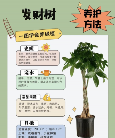 无土栽培技术，突破土壤限制，开启高效种植新篇章