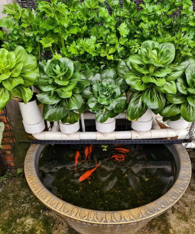 无土栽培技术，突破土壤限制，开启高效种植新篇章