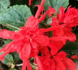 柿树虫病防治，识别常见虫害，掌握有效方法