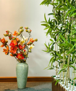 芍药花怎么养，掌握关键要点，花开更鲜艳