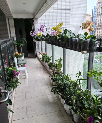 芍药花怎么养，掌握关键要点，花开更鲜艳