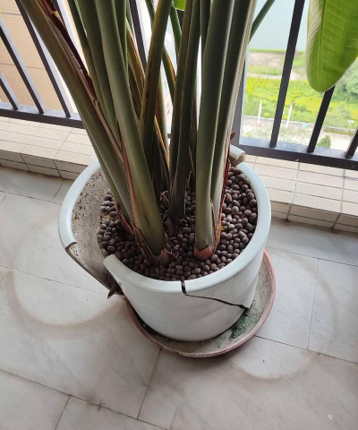 葡萄栽培，掌握关键技术，实现优质丰产