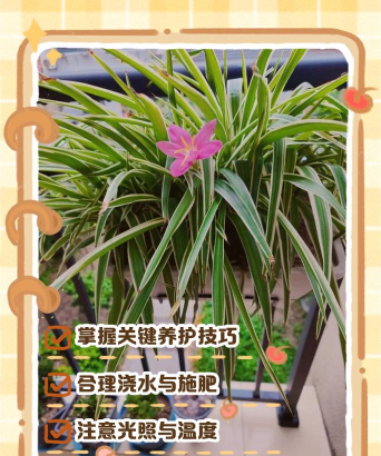 柿树虫病防治，识别常见虫害，掌握有效方法