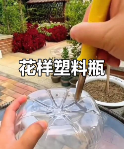 葡萄栽培，掌握关键技术，实现优质丰产