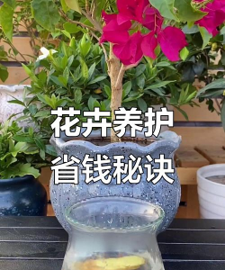 葡萄栽培，掌握关键技术，实现优质丰产