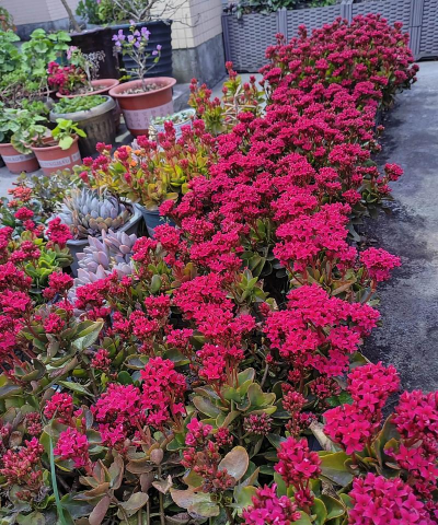 玫瑰花怎么养才不会枯萎，掌握浇水施肥技巧，轻松延长花期