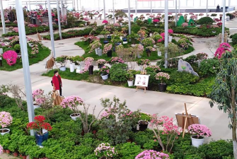 家庭养花用生根粉