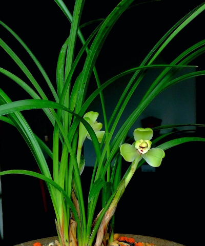 春兰宋梅冬季如何浇水