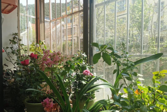 家庭养花用生根粉