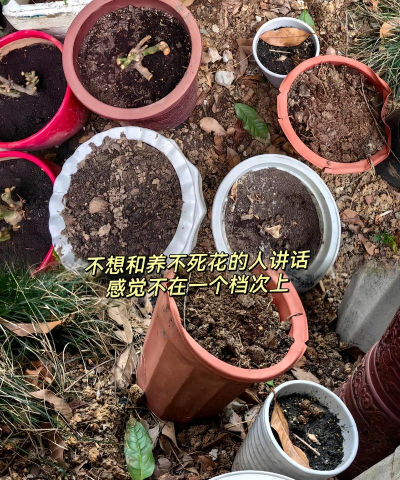 家庭养花用生根粉