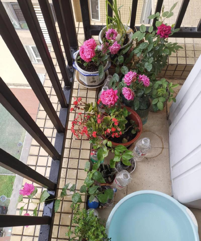 家庭养花用生根粉