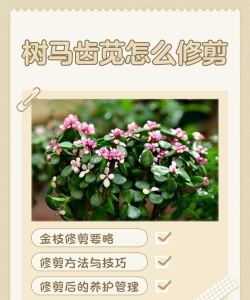 树马齿苋如何扦插