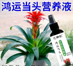 家庭养花用生根粉