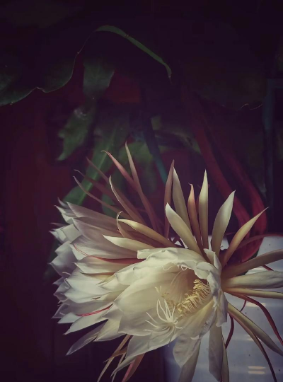 如何使芸花多长花