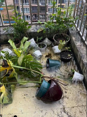 家庭养花用生根粉