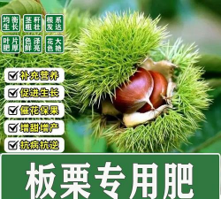 板栗专用肥养花