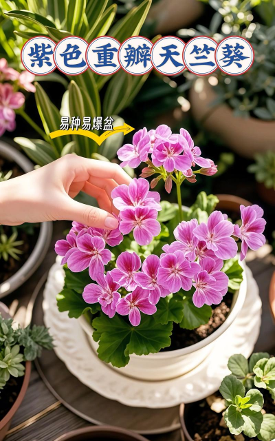 家庭养花用生根粉