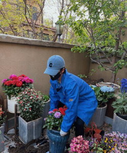 家庭养花用生根粉