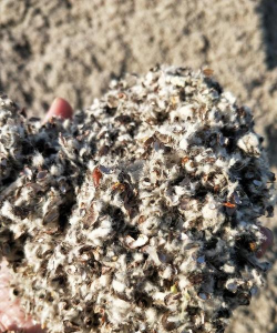 棉籽壳土养花好吗