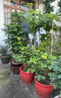 家庭养花用生根粉