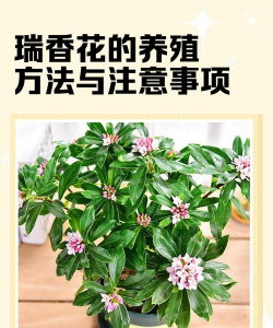 瑞香春天怎么养