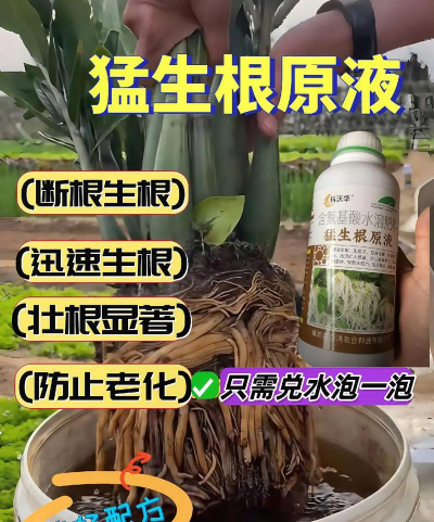 家庭养花用生根粉