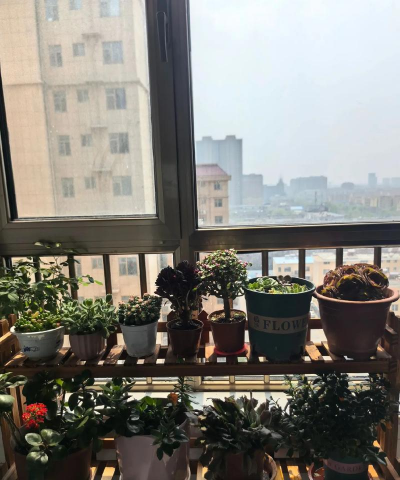 家庭养花用生根粉