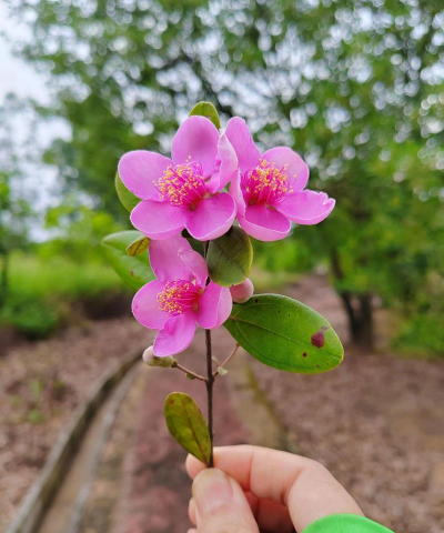 家庭养花用生根粉