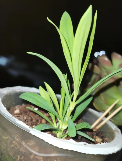 家庭养花用生根粉