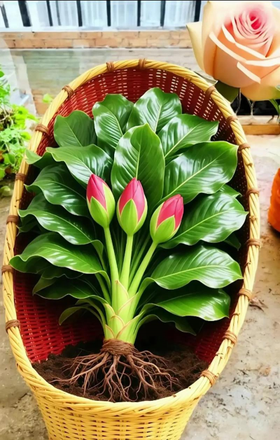 家庭养花用生根粉