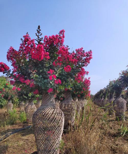 紫薇花瓶多大合适养花