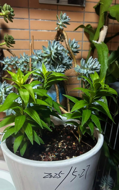 家庭养花用生根粉