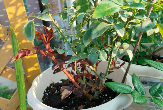 家庭养花用生根粉