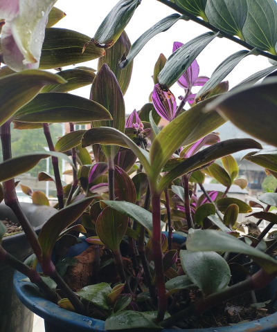 家庭养花用生根粉