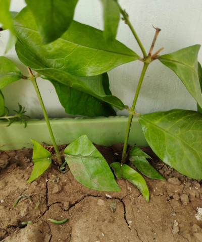 家庭养花用生根粉