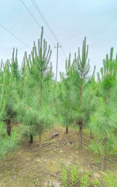 湿地可以种植什么树木